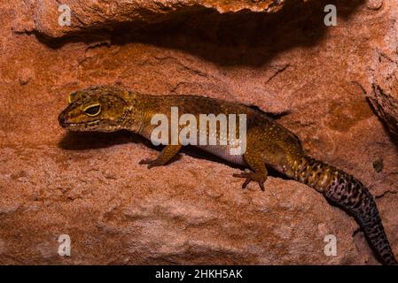 Léopard gecko, Pakistan gecko gros-queue, Eublepharis macularius Banque D'Images
