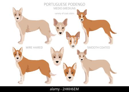 Podengo Medio clipart portugais.Différentes poses, ensemble de couleurs de pelage.Illustration vectorielle Illustration de Vecteur