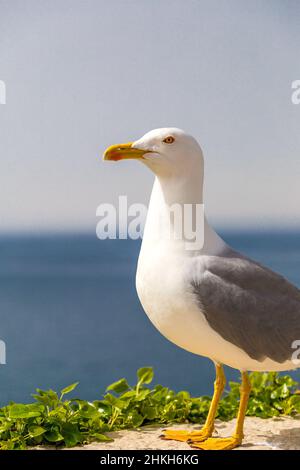 Un mouette debout sur un mur au bord de la mer, un arrière-plan flou avec une mer. Banque D'Images