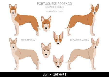 Podengo Grande clipart portugais.Différentes poses, ensemble de couleurs de pelage.Illustration vectorielle Illustration de Vecteur