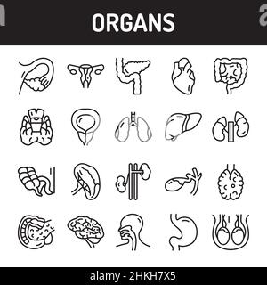 Icônes de ligne d'organes définies. Elément vectoriel isolé. Pictogrammes de contour pour la page Web, l'application mobile, la promotion. Contour modifiable. Illustration de Vecteur