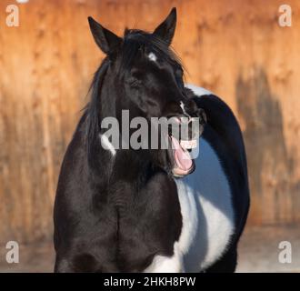 pinto noir et blanc toux de cheval de couleur riant ou bâillant drôle de photo de cheval avec la bouche large ouvert haut dents et la langue visibles Banque D'Images