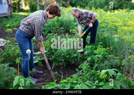 Homme et femme matures jardiniers avec des pelles tout en jardinage Banque D'Images