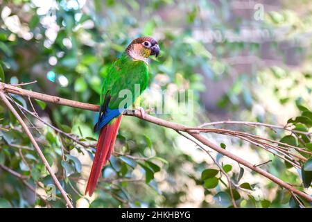 Perroquet vert, assis sur la branche dans la cour amour cérémonie asiatique race.Deux oiseaux sur la branche de l'arbre. Banque D'Images