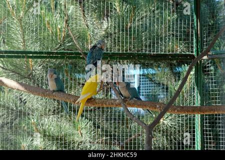 Perroquets d'oiseaux de rivage dans une branche d'un zoo.Petits perroquets jaunes et verts dans une cage.Les oiseaux du zoo s'assoient sur un bâton de bois en été. Banque D'Images