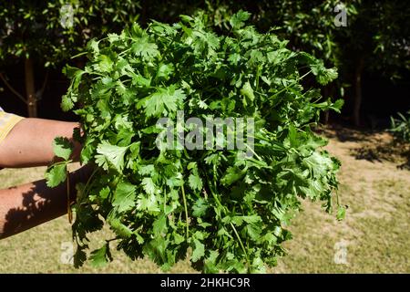 Femelle tenant des tiges fraîchement cuechées coriandre feuilles fraîches à la main.Ferme maraîchère.Légumes verts à feuilles asiatiques dans le jardin extérieur de la nature à l'arrière Banque D'Images