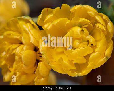 Gros plan de deux fleurs de tulipe jaunes remplies Banque D'Images