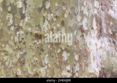 Gros plan sur l'écorce de Sycamore.Le sycomore de printemps a été photographié pendant la journée. Banque D'Images