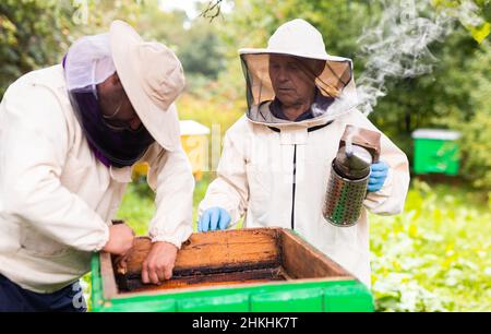 Un apiculteur expérimenté enseigne à son fils la prise en charge des abeilles.Concept de transfert d'expérience Banque D'Images