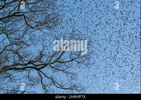 Des milliers de Starlings Sturnus vulgaris prennent part à une murmuration au-dessus du ciel de North Norfolk, au Royaume-Uni Banque D'Images