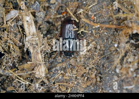 Dendroctone volante de nuit, Aphodius sur dung. Banque D'Images