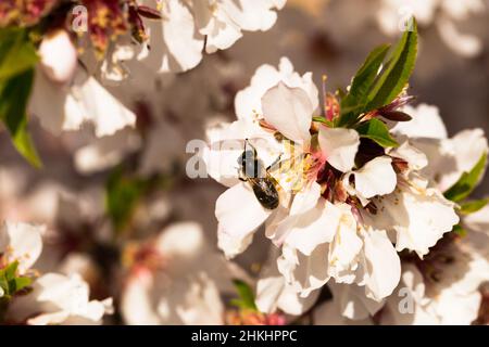 arbres de pêche en fleurs au printemps Banque D'Images