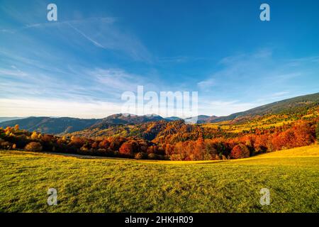 Une route herbeuse longe une clôture en bois sur une crête en passant par des arbres en terre cuite dans les montagnes, dans le ciel bleu, avec des nuages roses en automne Banque D'Images