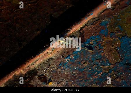 Texture d'une surface métallique rouillée sur laquelle repose une libellule jaune Banque D'Images