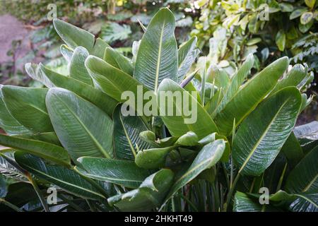 Strelitzia reginae recouvert de gouttes après l'arrosage.Jardin botanique avec plantes vertes tropicales Banque D'Images