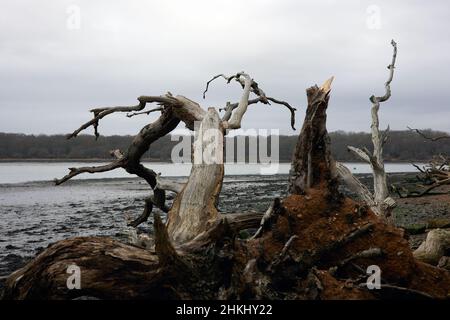 Arbres morts vus dans le port de Chichester, causés par une érosion côtière de faible niveau. Banque D'Images