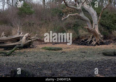Arbres morts vus dans le port de Chichester, causés par une érosion côtière de faible niveau. Banque D'Images