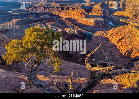 Un petit genévrier enceinte de baies pousse sur le bord de Dead Horse point, avec le col de cygne du Colorado. Banque D'Images