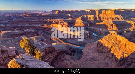 Un petit genièvre pousse parmi les rochers au bord d'une vue sur Dead Horse point, avec le col de cygne du Colorado. Banque D'Images