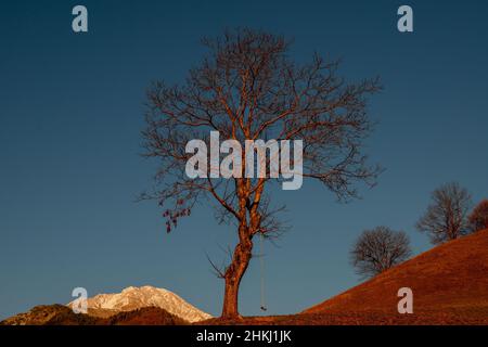 Lonely tree sur la colline en hiver Banque D'Images