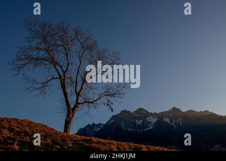 Lonely tree sur la colline en hiver Banque D'Images