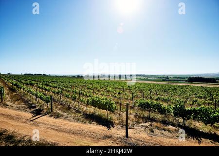 Vignoble à Stellenbosch Banque D'Images