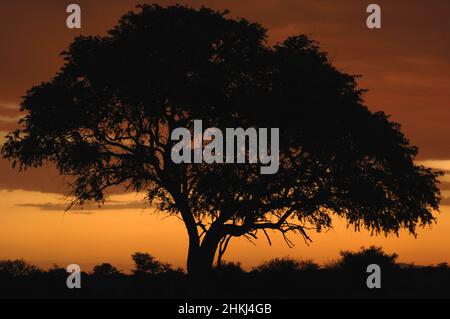 Big Tree au coucher du soleil en Namibie, Afrique Banque D'Images