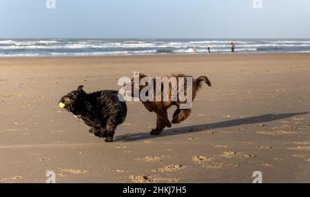 Deux chiens, un labradoodle marron et un labradoodle noir, tournent à pleine vitesse sur la plage de Haarlem Amsterdam, pays-Bas, Januay 2022 Banque D'Images