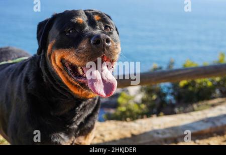 Rottweiler chien d'une race dangereuse marchant sans museau Banque D'Images