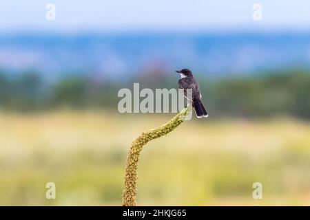 Un oiseau de l'est perché au sommet d'une tige de plante de Mullein et regardant un vaste champ ouvert avec des arbres et des montagnes légèrement visibles en arrière-plan. Banque D'Images