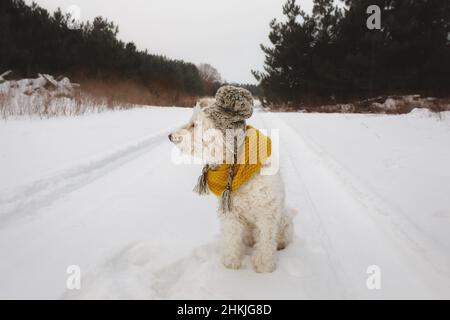 Chien regardant loin en portant un chapeau et une écharpe d'hiver Banque D'Images