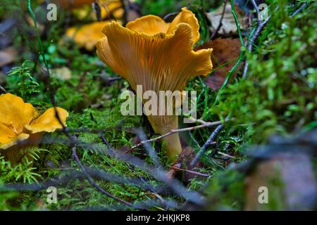 Gros plan sur les chanterelles.Champignons comestibles Cantharellus cibarius en forêt Banque D'Images