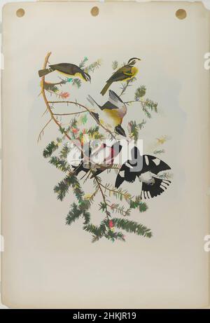 Art inspiré de Grosbeak aux roses, John James Audubon, américain, né en Haïti, 1785-1851, Chromolithographe, 1861, 40 x 27 1/8 po., 101,6 x 68,9 cm, oiseaux, branches, faune, flore, Fringilla ludoviciana, pruche du sol, histoire naturelle, étude de la nature, ornithologie, Taxus canadensis, œuvres classiques modernisées par Artotop avec une touche de modernité. Formes, couleur et valeur, impact visuel accrocheur sur l'art émotions par la liberté d'œuvres d'art d'une manière contemporaine. Un message intemporel qui cherche une nouvelle direction créative. Artistes qui se tournent vers le support numérique et créent le NFT Artotop Banque D'Images