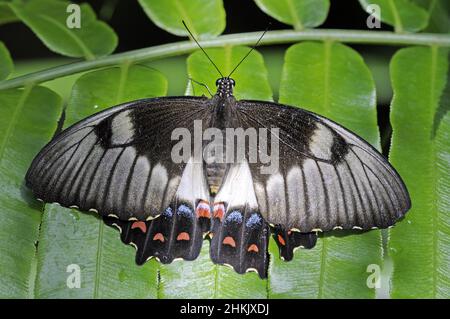 Orchard Swallowtail (Papilio aegeus), assis sur une feuille, vue d'en haut, Australie, Queensland Banque D'Images