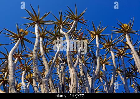 Kocurboom, Quivertree, quiver Tree (Aloe dichotoma), vue dans un sommet d'arbre au lever du soleil, Namibie, Keetmanshoop Banque D'Images