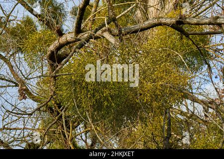 Mistletoe (album de Viscum, album de Viscum), peuplier avec beaucoup de mistletoes, Allemagne, Hesse Banque D'Images