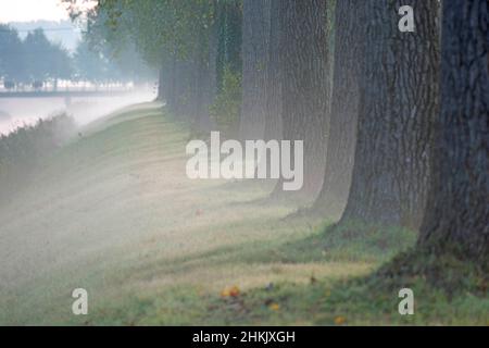 Peuplier canadien (Populus x canadensis, Populus canadensis), rangée de peupliers à Bentille, Belgique, Flandre orientale, Bentillekreek, Sint-Laureins Banque D'Images