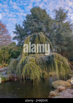 Cèdre du Liban, cèdre du Liban (Cedrus libani 'glauca pendula', Cedrus libani glauca pendula, Cedrus libanotica), forme pendante, cultivar , Banque D'Images