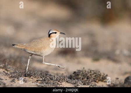 Coureuse couleur crème (Cursorius Cursor), marchant sur le sol en semi-désert, vue latérale, îles Canaries, Lanzarote Banque D'Images