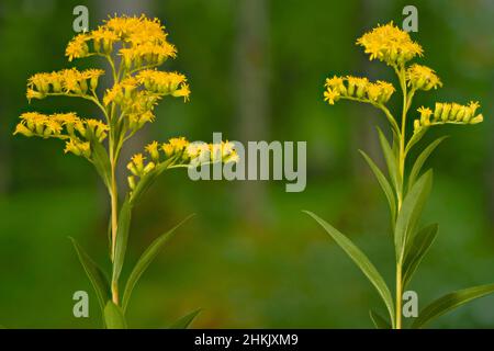 Tige dorée précoce, verge dorée tardive, verge dorée lisse, verge dorée lisse à trois côtes (Solidago gigantea), deux inflorescences, Allemagne, Bavière, Murnauer Banque D'Images