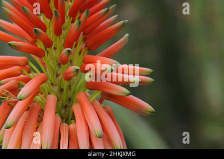 Aloès (Aloe arborescens), section d'une inflorescence Banque D'Images