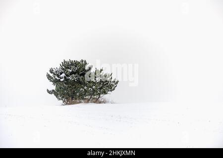 PIN de montagne, PIN de Mugo (Pinus mugo), buisson unique dans la neige, Allemagne Banque D'Images