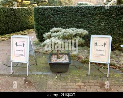 PIN (Pinus spec.), PIN de Bonsai devant l'entrée du jardin japonais, Allemagne, Hambourg Banque D'Images