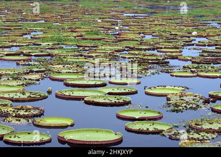 Nénuphars géants, nénuphars amazoniens (Victoria amazonica, Victoria regia), à l'habitat naturel, Brésil, Pantanal Banque D'Images