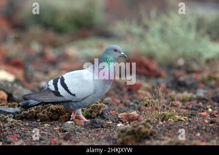 Pigeon de roche sauvage (Columba livia), promenades sur les rochers de lave, îles Canaries, Lanzarote, Parc national de Timanfaya Banque D'Images