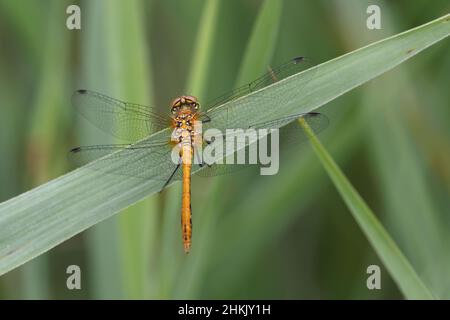 Ruddy sympetrum, Ruddy darter (Sympetrum sanguineum), femelle, se trouve sur une lame de roseau, pays-Bas, Overijssel, Parc National de Weerribben-Wieden Banque D'Images