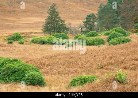 Arbustes dans la vallée de l'Etive, Royaume-Uni, Écosse, Etive Mor, Glencoe Banque D'Images