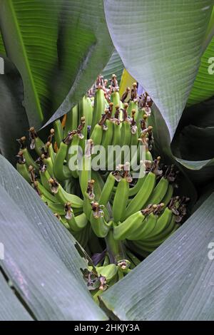 Banane (Musa paradisiaca, Musa x paradisiaca), jeunes bananes sur une plante de banane Banque D'Images