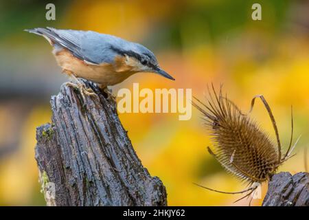 Nuthatch eurasien (Sitta europaea), perchée sur une branche de recherche de nourriture, Suisse, Sankt Gallen Banque D'Images