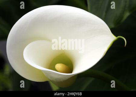 Calla Lily commun, Jack in the pulpit, magasin de fleurs, calla lily, égyptien (Zantedeschia aethiopica Arum, Calla aethiopica), inflorescence Banque D'Images